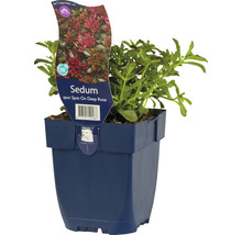 Sedum Staude im Topf