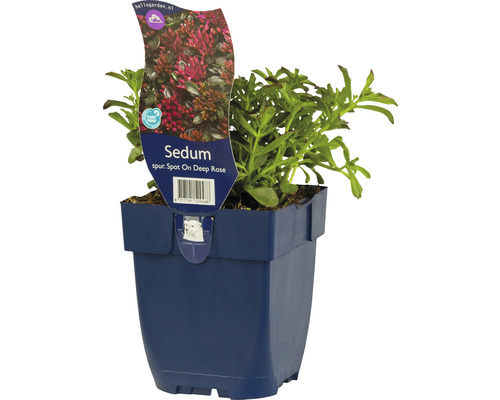 Teppich-Fettblatt FloraSelf Sedum spurium 'Spot On™ Deep Rose' H 5-10 cm Co 0,5 L Sedum Staude im Topf