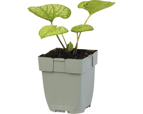 Blütenblatt im Topf