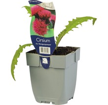 Cirsium ''Atropurpureum'' Pflanze im Topf