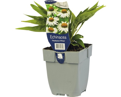 Weißer Sonnenhut Echinacea 'Meditation White' ® H 5-20 cm Co 0,5 L
