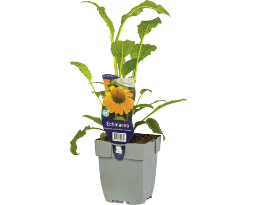 Gelber Sonnenhut Echinacea purpurea 'Sombrero Lemon Yellow' H 5-20 cm Co 0,5 L Echinacea Pflanze im Topf