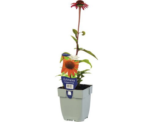 Orangener Sonnenhut Echinacea purpurea 'Sun Seekers Bright Orange'® H 5-20 cm Co 0,5 L