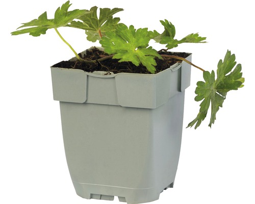 Geranium Pflanze in einem Topf