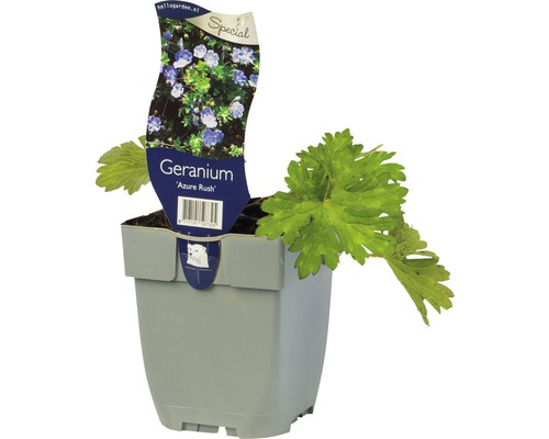 Storchschnabel Geranium wallichianum 'Azure Rush' ® H 5-30 cm Co 0,5 L (6 Stk.)