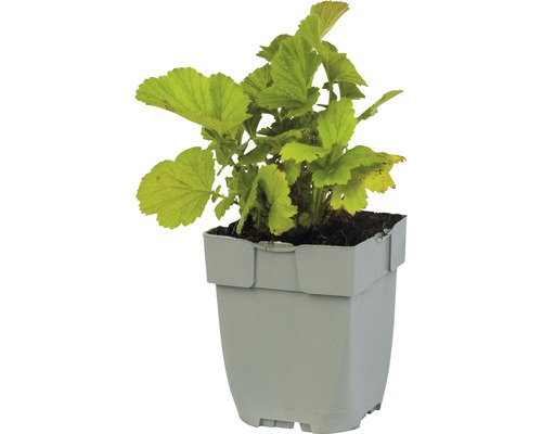 Johannisbeerpflanze im Topf