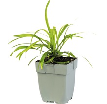 Lilientraube FloraSelf Liriope muscari H 5-15 cm Co 0,5 L