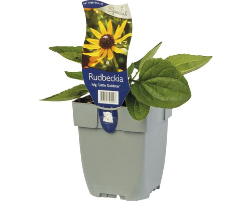 Sonnenhut FloraSelf Rudbeckia fulgida 'Little Gold Star' ® H 5-20 cm Co 0,5 L Rudbeckia fulgida ''Little Goldstar'' im Topf