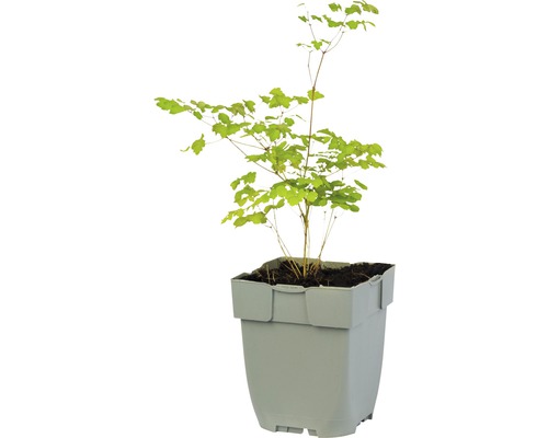 Eisenholzbaum in einem Topf