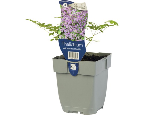 Wiesenraute FloraSelf Thalictrum delavayi 'Hewitt's Double' H 10-20 cm Co 0,5 L Wiesenraute Sorte Hewitts Double im Topf