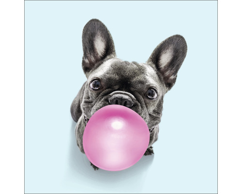 Glasbild Dog chewing gum II 30x30 cm
