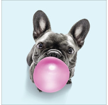 Glasbild Dog chewing gum II 50x50 cm