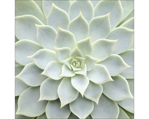 Glasbild Echeveria II 50x50 cm