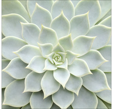 Glasbild Echeveria II 20x20 cm