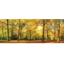 Herbstliche Waldszene mit Laubbaumbestand und Sonnenlicht