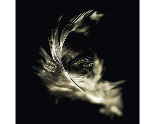 Glasbild The feather 50x50 cm