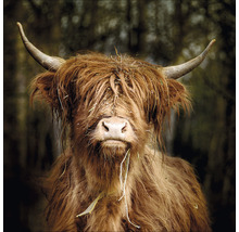 Nahaufnahme eines Highland Rinds mit Hörnern und zotteligem Fell