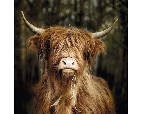 Glasbild Highland Cattle VI 20x20 cm