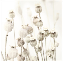 Glasbild Dried Poppies 50x50 cm
