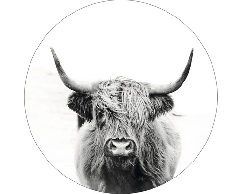 Glasbild rund Highland Cattle III Ø 20 cm