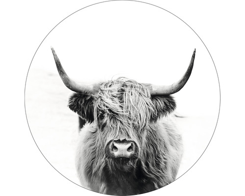 Glasbild rund Highland Cattle III Ø 50 cm