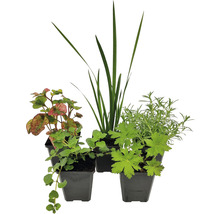 Verschiedene Gartenpflanzen in Töpfen