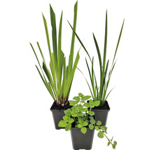 Teichpflanzen Set Schwimmteich FloraSelf für 100 L Teich