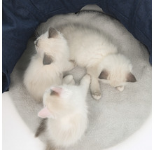 Drei Kitten auf einem runden Kissen