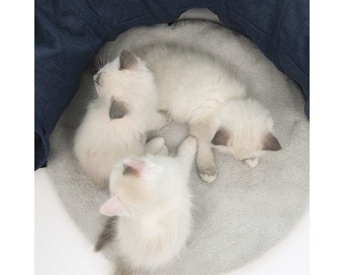 Drei Kitten auf einem runden Kissen