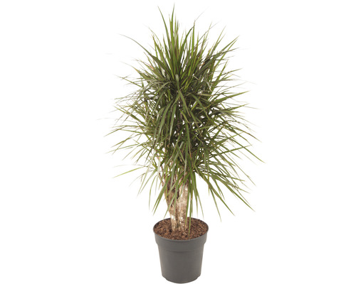 Drachenbaum FloraSelf Dracaena marginata H 100-120 cm Ø 27 cm Topf verzweigt