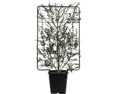 Mostgummi-Eukalyptus Spalier FloraSelf Eucalyptus gunnii 'Azura' H110 x B50 cm Co 18 L