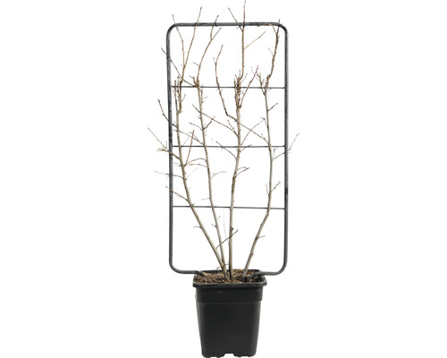 Amberbaum Spalier FloraSelf Liquidambar styraciflua H ca. 110 B 50 cm Co 18 L Pflanze mit Rankhilfe in einem Topf