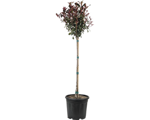 Glanzmispel 'Robusta Compacta' FloraSelf Photinia fraseri 'Robusta Compacta' Stammhöhe 80 cm Co 15 L