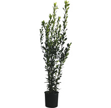 Lorbeerbaum im Topf