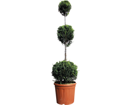 Leyland-Zypresse 3 Kugel FloraSelf Cupressocyparis leylandii H 110-130 cm Co 18 L Dreistufiger Formschnitt-Lebensbaum im Topf