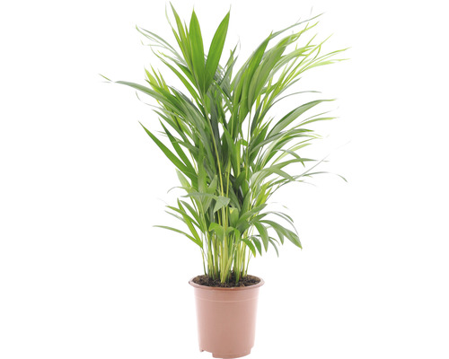 Zimmerpflanze Arekapalme im Topf