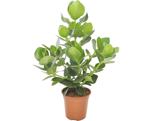 Kugelförmige Strauchveronica im Topf