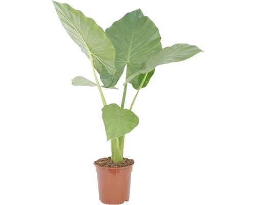 Alokasie Zimmerpflanze im Topf