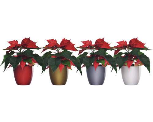 Vier Weihnachtssterne in Töpfen