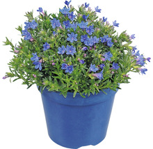 Steinsame FloraSelf Lithodora diffusa 'Heavenly Blue' Co 1,5 L-thumb-3