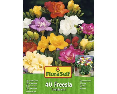 Blumenzwiebel FloraSelf Freesie Gefüllte Mischung 50 Stk