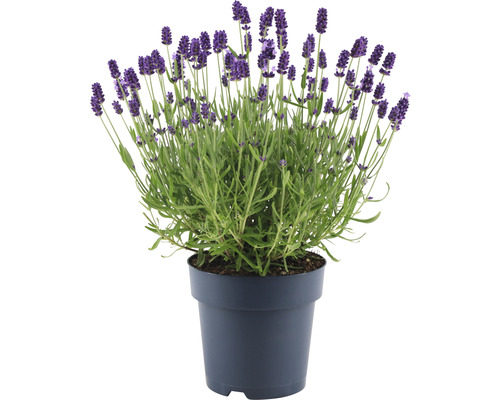 Lavendel im Topf
