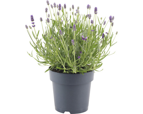 Lavendel im Topf