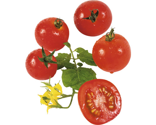 Bio Bonbon-Tomate 'Anabelle' rot FloraSelf Floralie Gärtnern mit Kids Ø 10,5 cm Topf Tomaten mit Blättern und Blüten