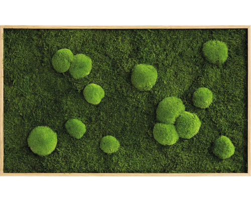 Wald- & Kugelmoosbild Rahmen Eichenoptik 100x60 cm