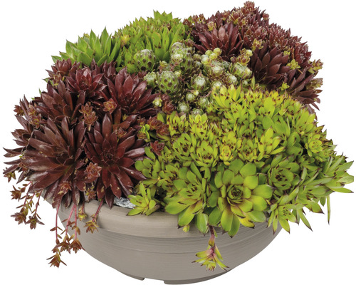 Verschiedene Hauswurz Sorten in einem Topf