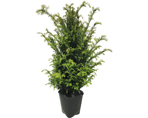 Eibe FloraSelf Taxus baccata H 60-80 cm im ClickCo