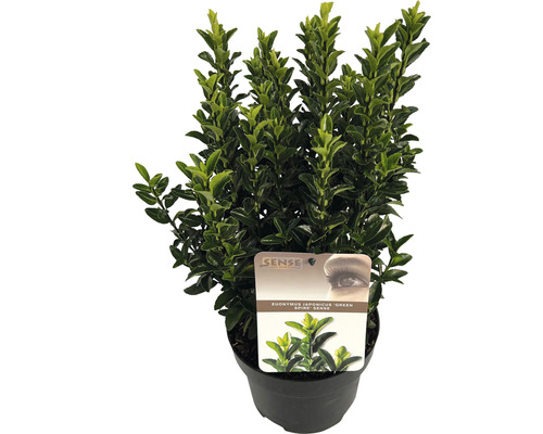 Japanischer Spindelstrauch 'Green Spire ' FloraSelf Euonymus japonicus 'Green Spire' H 20-30 cm Co 2 L-0