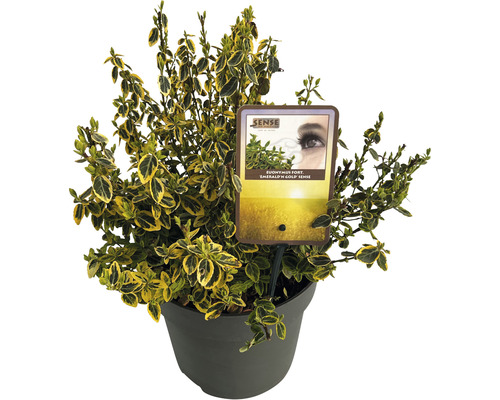 Goldbunte Kriechspindel FloraSelf Euonymus fortunei 'Emerald 'n' Gold' H 30-40 cm Co 5 L buschig