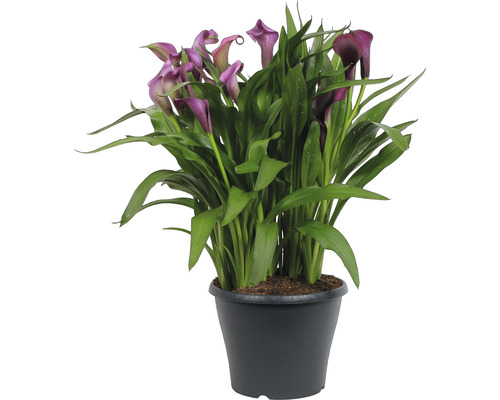 Calla Pflanze im Topf